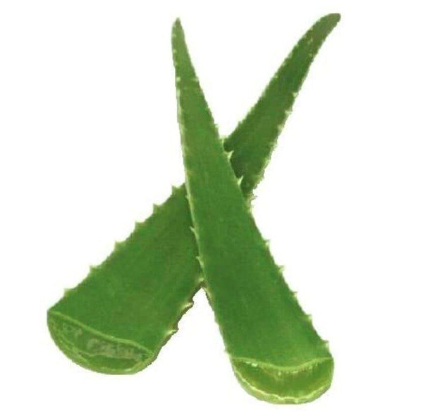 ALOE VERA LEAF | each pc. - apniroots Grocery