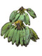 Ash Plant 1lb - apniroots Grocery