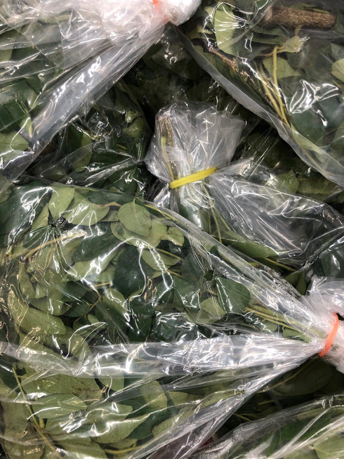 CURRY LEAF or Curry Leaves pack - apniroots Grocery