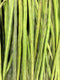 DRUMSTICK -each - apniroots Grocery