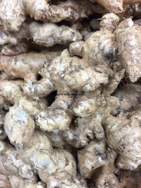 GINGER INDIAN / ORGANIC - 1LB | (2-3 pcs approx.) - apniroots Grocery