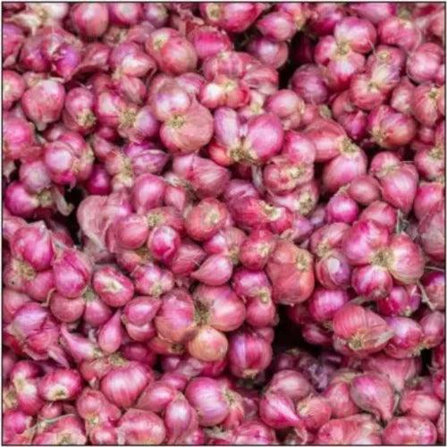 Indian Onion small - 1lb - apniroots Grocery