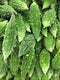 KARELA BITTER GOURD - 1LB | (3 pcs approx.) - apniroots Grocery