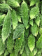KARELA BITTER GOURD - 1LB | (3 pcs approx.) - apniroots Grocery