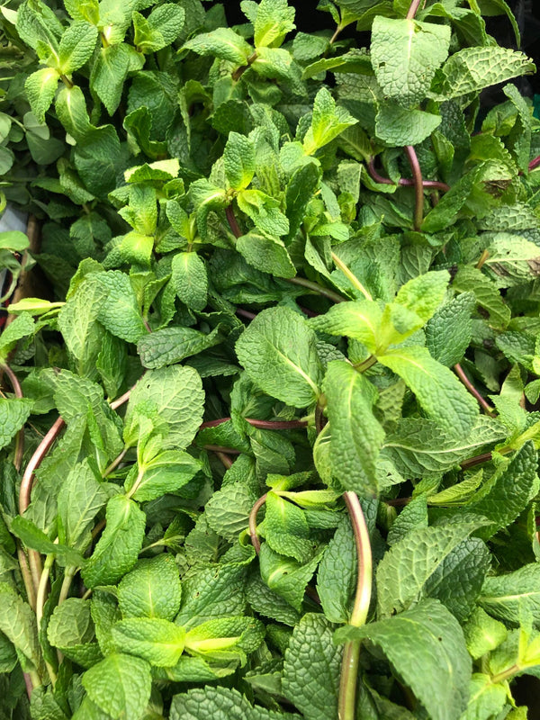 MINT-PODINA bunch - apniroots Grocery