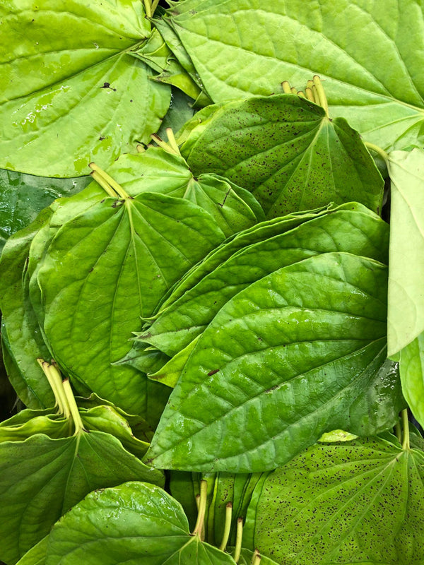 PAAN LEAF - 10 leafs - apniroots Grocery