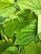 PAAN LEAF - 10 leafs - apniroots Grocery